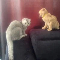 گربه
