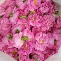 اسانس گل‌ محمدی (گلاب)