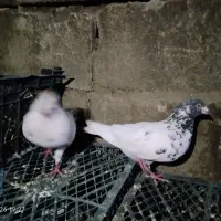 کبوتر