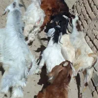 بزغاله نره وماده بیشتر نره
