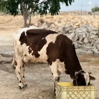 گاو ماده