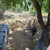 بوقلمون نر برنزوبوربون