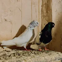 کله سار