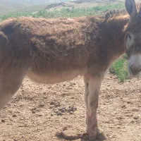 الاغ