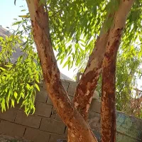 خریدار چوب درخت  با بالاترین قیمت