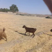 بره