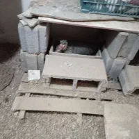 مرغ کرچ