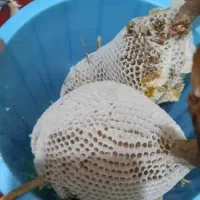 عسل وحشی کوهی شرط آزمایش برازجان