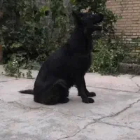 بلک ژرمن ماده