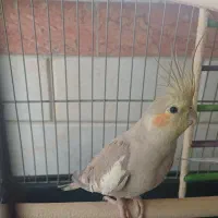 عروس هلندی