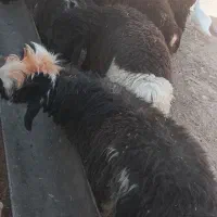 6 تا بره نر بزرگ