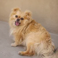 واگذاری سگ پیکینیز