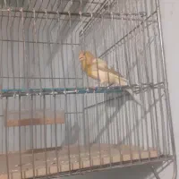 قناری ماده آماده