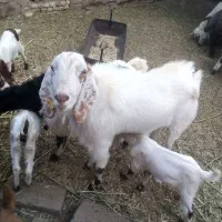 نری پاکستانی