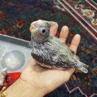 عروس هلندی