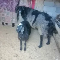 قوچ جوان افشار و بره ماده