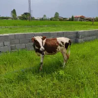 فروش گوساله ماده