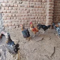 مرغ گلین