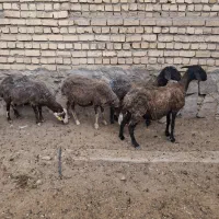 میش آبستن