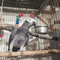 طوطی کاسکوکلام دارفول اهلی به اسم فندق جوان به شرط