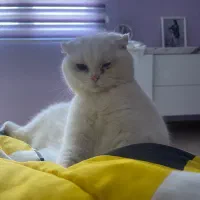 گربه اسکاتیش نر