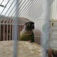 طوطی گرینچیک