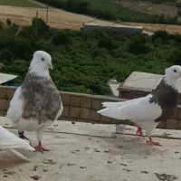 یک جفت طوقی