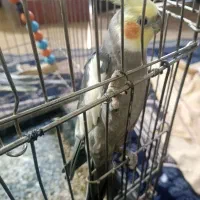 عروس هلندی سخنگو