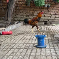 خروس لاری و جوجه لاری
