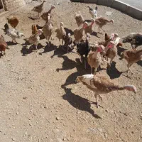 بوقلمون فروشی