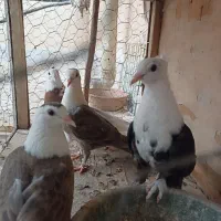 کبوتر کربلایی . کلسفید