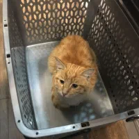 واگذاری رایگان گربه نارنجی