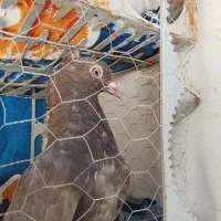 دو تا کفتر سه دنبی یه پلاکی