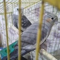 عروس هلندی