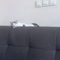 گمشده