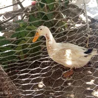 برهما . سلطان . اردک