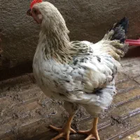 فروش دو خروس