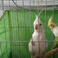 عروس هلندی دو کت