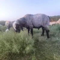 فروش بره نر یک ساله