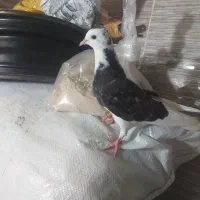 کبوتر