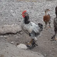 جوجه محلی اصل