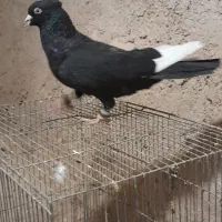 کبوتر قره سینه