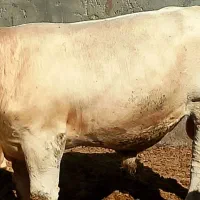 گوساله شاروله 550کیلودرجه یک