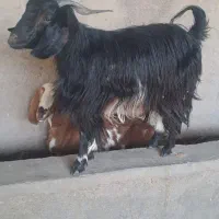 بزغاله