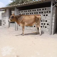 پرو