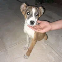 توله سگ میکس