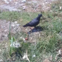 کفتر کبوتر