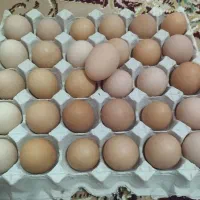 تخم مرغ محلی ارگانیک