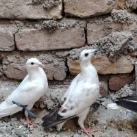 چند تا گرفتی