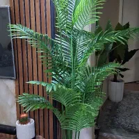 تولیدکننده دست اول درختچه وارداتی۱مترتا۲مترعمده تک